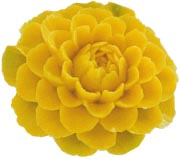 Pumpkin Carnation Flower