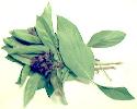 Buy Thai holy basil